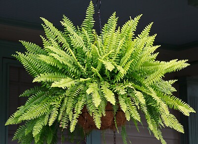 Fern in a Hanging Basket