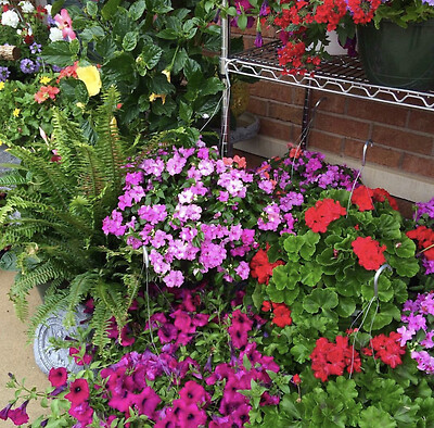 Hanging baskets