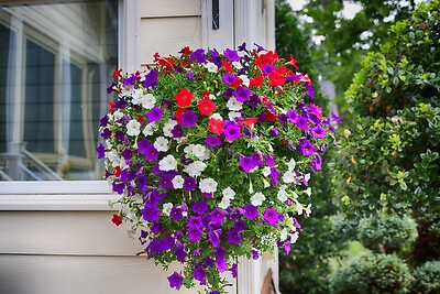 Hanging basket